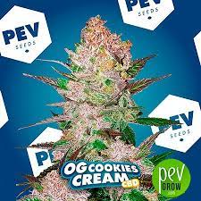 This hybrid is very similar to the cookies x og badazz forum. Og Cookies Creme Cbd Von Pev Seeds