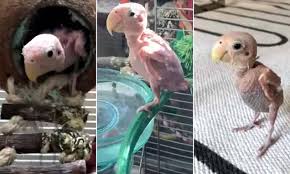 Bird Crying Like A Baby Video Instagram Star Rhea The Featherless Bird Shows Off In Playful Video Birds Cute Birds Animals Beautiful