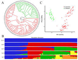 Image result for Oenanthe mildbraedii