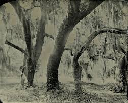 Live Oak