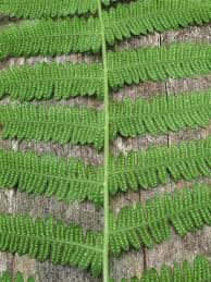 Image result for Amauropelta