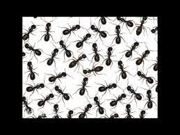 Services they provide include ongoing pest control maintenance programs as well as one time exterminations of rodents, bees, termites, bed bugs and pigeons for 20+ years. Kendrick Pest Control Inc La Salle Il 61301 2539 Youtube