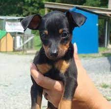 Adopt Minpin On Petfinder Miniature Pinscher Dog Miniature Pinscher Puppy Mini Pinscher