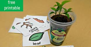 Maybe you would like to learn more about one of these? Planting With Kids Plant Parts And Needs The Kindergarten Connection