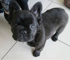 Ever Wonder What A Long Haired Frogdog Would Look Like Imgur Pug Puppies For Adoption Bulldog Puppies Bulldog