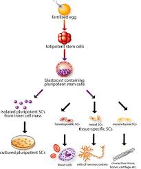 We did not find results for: Celule Stem Recoltare Si Transplant