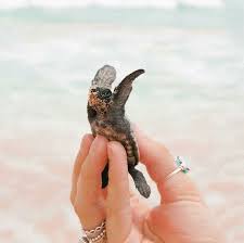 You Should Never Pick Up A Baby Sea Turtle Turtle Love Baby Sea Turtle Turtle