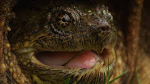 *bite test* leave a comment, like please subscribe now! Can A Snapping Turtle Bite A Finger Off The Turtle Hub
