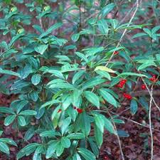 Image result for Ardisia staudtii
