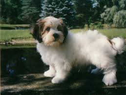Havanese puppies for sale in grand rapids michigan. Daisy Dog Info Temperament Puppies Training Pictures