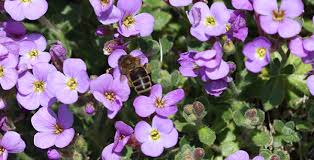 Its delicate blue flowers are a magnet for pollinators, such as bees, butterflies and hoverflies. Bee Friendly Plants Flowers The Rspb