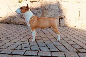 Other fantastic breed that are good as a pet are golden retriever and golden retriever for sale. Miniatur Bullterrier Zuchter Vdh Vom Wendland