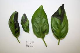Also the leaves at the top of the branches are shrinking and i noticed this black tiny insects on it. Black Spots On Basil Leaves Plant Problems Basil Plant Basil Leaf