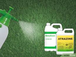 One of the advantages of bahia grass is that it does recover quickly from drought conditions once watered. How To Kill Bahiagrass 10 Steps With Pictures Wikihow