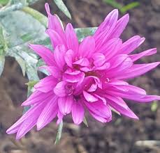 Image result for Asters `Jenny
