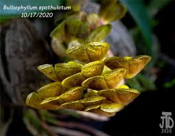 Image result for Dipcadi brevifolium