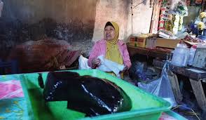 Image result for Platostoma sp. no. 2