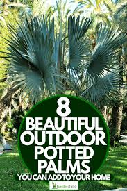 It's perfect for those who want to build a garden in a separate area of their yard. 8 Beautiful Outdoor Potted Palms You Can Add To Your Home Garden Tabs