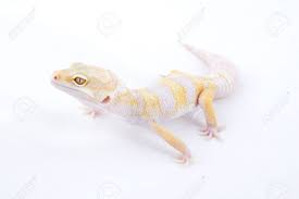 Female Inc Tremper Albino Leopard Gecko Isolated On White Background Stock Photo Picture And Royalty Free Image Image 3912554