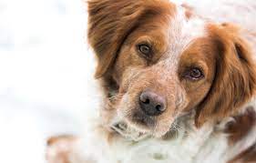 Epagneul breton in the… home of top winning dogs of excellent exteriour and great hunting abilities. Epagneul Breton Charakter Haltung Pflege Zooplus