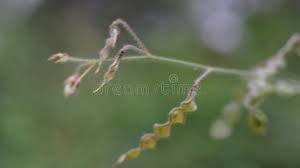 Image result for Desmodium tortuosum