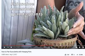Types Of Kalanchoes Details Photos Labelled Varieties Debra Lee Baldwin Succulent Expert In 2020 Succulents Kalanchoe Blossfeldiana Showy Flowers