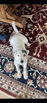 Please keep Ur eyes out there has been a possible sighting of opal at  6:30am this morning running up Garfield Street in the direction of Duke  Street (West). Please if u see