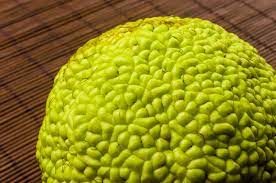 Cut the fruit in half or crush it with a hammer to get quicker results. How To Use Hedge Apples To Control Spiders Hunker