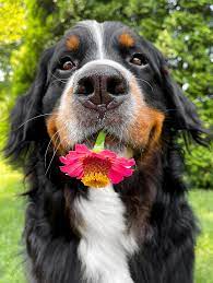 Here are some cute flower pictures that will hopefully make ya smile ☺️🌸 I  also just wanted to brag on Weller and Annie a bit. It's been a crazy  couple of months