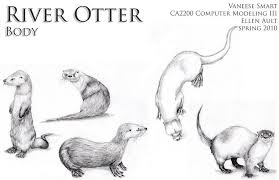 River Otter Body Drawing Ref By Vinnie14 On Deviantart Otter Illustration Otter Art Otter Drawing
