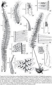 Image result for Zygophlebia villosissima