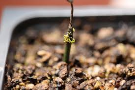 Not billable with fee item 96223 or 96224. Vft Flower Stalk Propagation Is Starting To Grow Plants After 3 Months Of Waiting I Thought It Would Start Growing At Soil Level Savagegarden