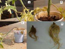 Image result for tomato seedling damping off