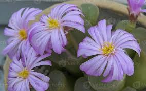 Image result for Aizoaceae