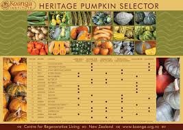 Heritage Pumpkin Selector Chart