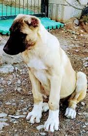 ankara sincan kopek sahiplendirme 06 home facebook