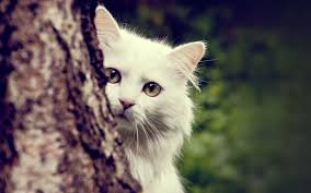 1080p Hd White Cat Wallpaper High Quality Desktop Iphone And Android Background And Wallpaper Animals Wallpapers Hd Pretty Cats Animals Beautiful Cats