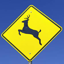 Check spelling or type a new query. Does Your Auto Insurance Provide Coverage For Hitting Deer