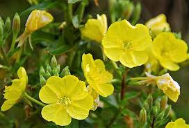 Image result for Primrose Yellow 1958 Admiral