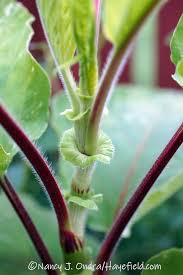 Image result for Vismia orientalis