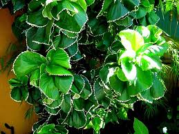 Image result for Acalypha ambigua