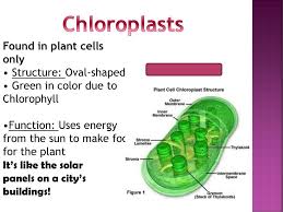 Like the cell walls in bacteria, fungi, algae, and some archaea, plant cell walls are found just outside the plasma membrane and provide the cells. Happy Monday Come In Quietly Ppt Download