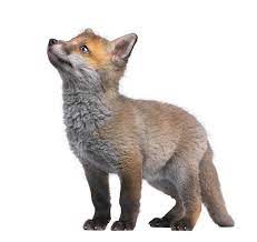 2 552 Baby Fox Stock Photos Pictures Royalty Free Images Istock