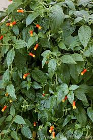 Image result for Manettia