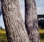 Image result for Brachystegia boehmii