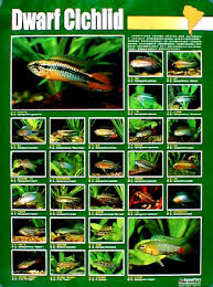 Aquarium Fish 87 Posters Rtoelle Telus Net Freshwater