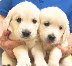 Upcountry Goldens Home