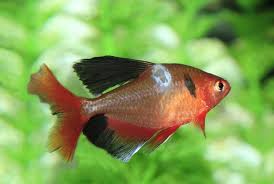 Aquarium Salt When And How To Use It Properly In 2020 Aquarium Fish Aquarium Fish