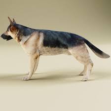 German Shepherd 3d Model Ad German Shepherd Model German Shepherd Shepherd German