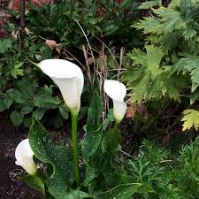 As the plant matures flowers will emerge and grow above the foliage. Zantedeschia White Giant Arum Lily White Giant In Gardentags Plant Encyclopedia